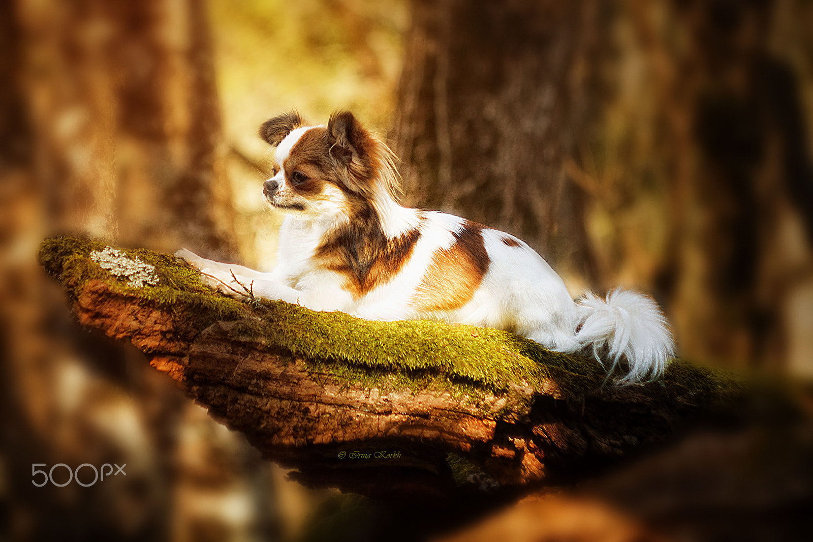 Canon EF 35-80mm f/4-5.6 sample photo. Kivi photography