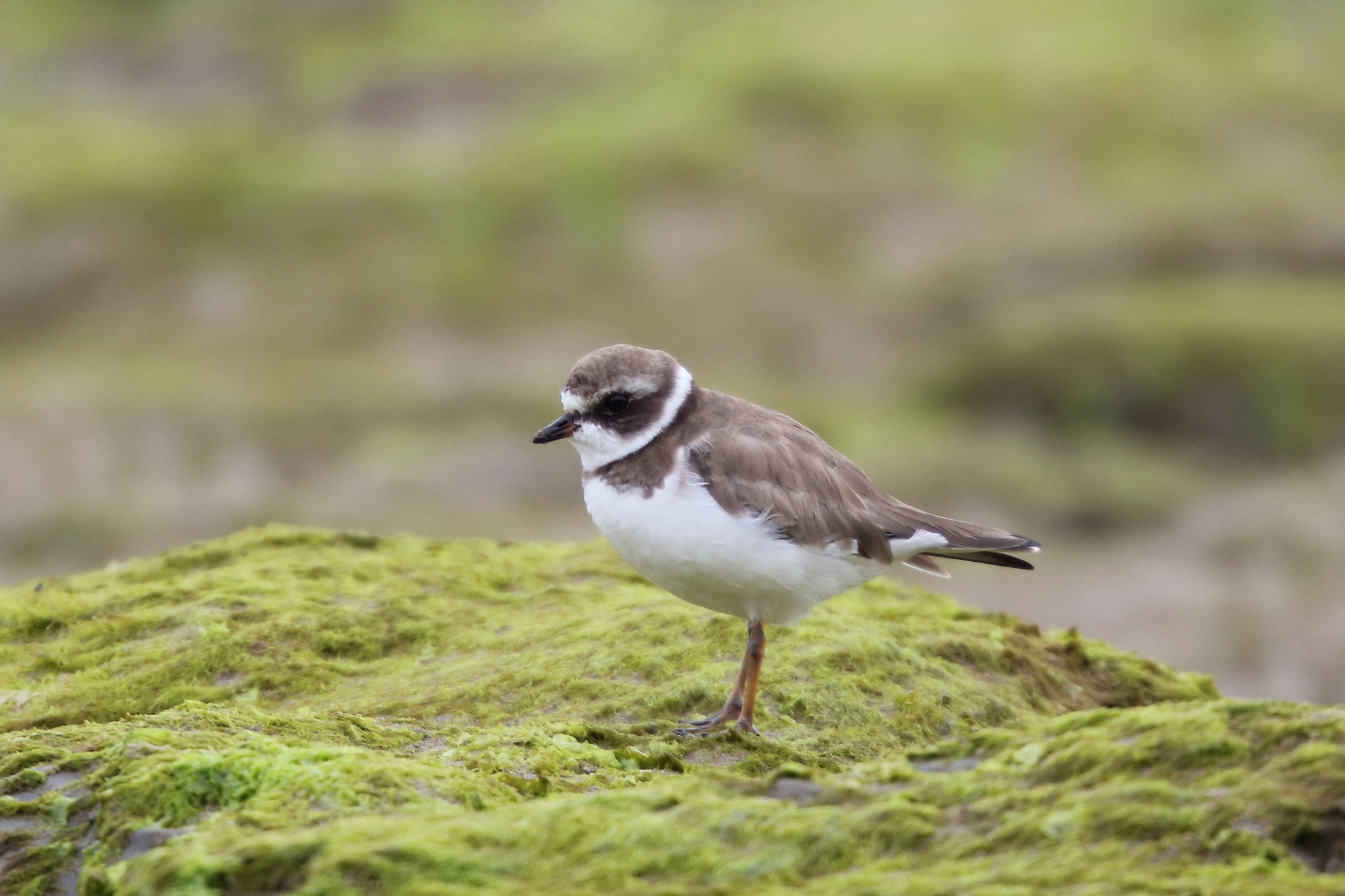 Canon EOS 5DS R + Canon EF 200mm F2L IS USM sample photo. Semipalmated plover photography