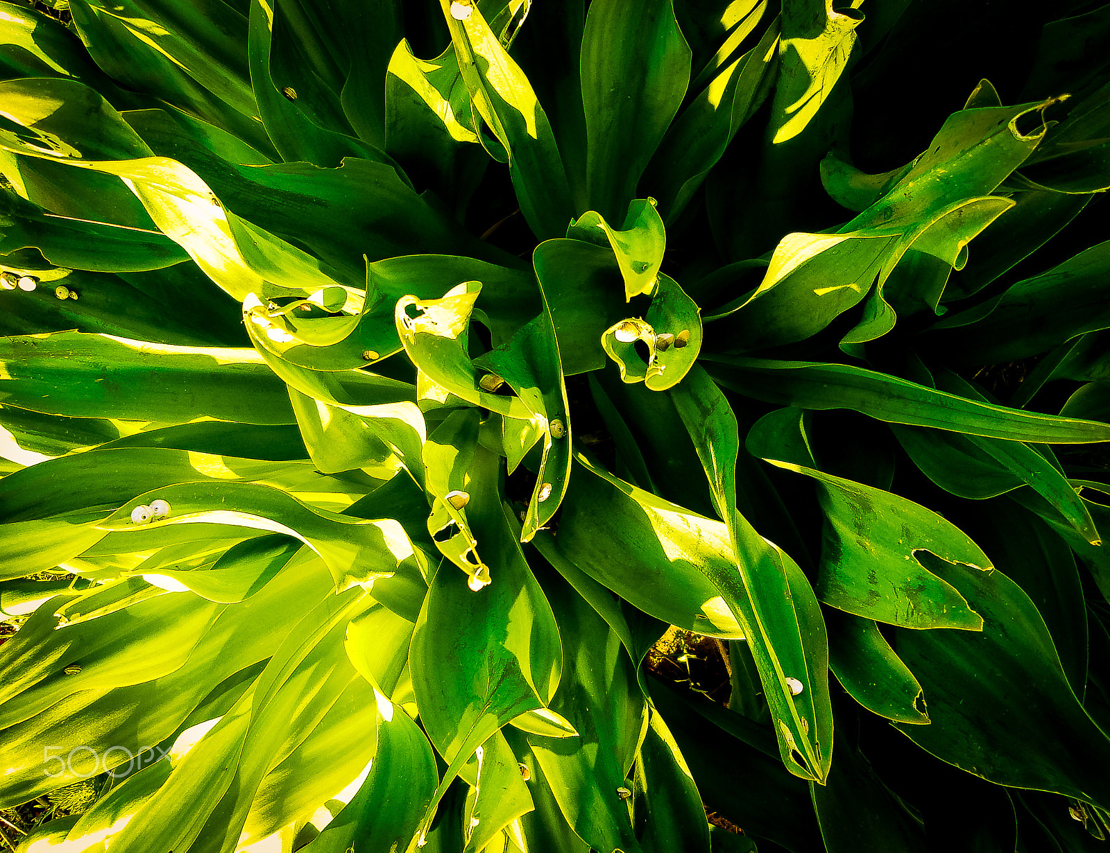 Sony DSC-N1 sample photo. Spring flowers blooming in poleg stream near the mediterranean s photography