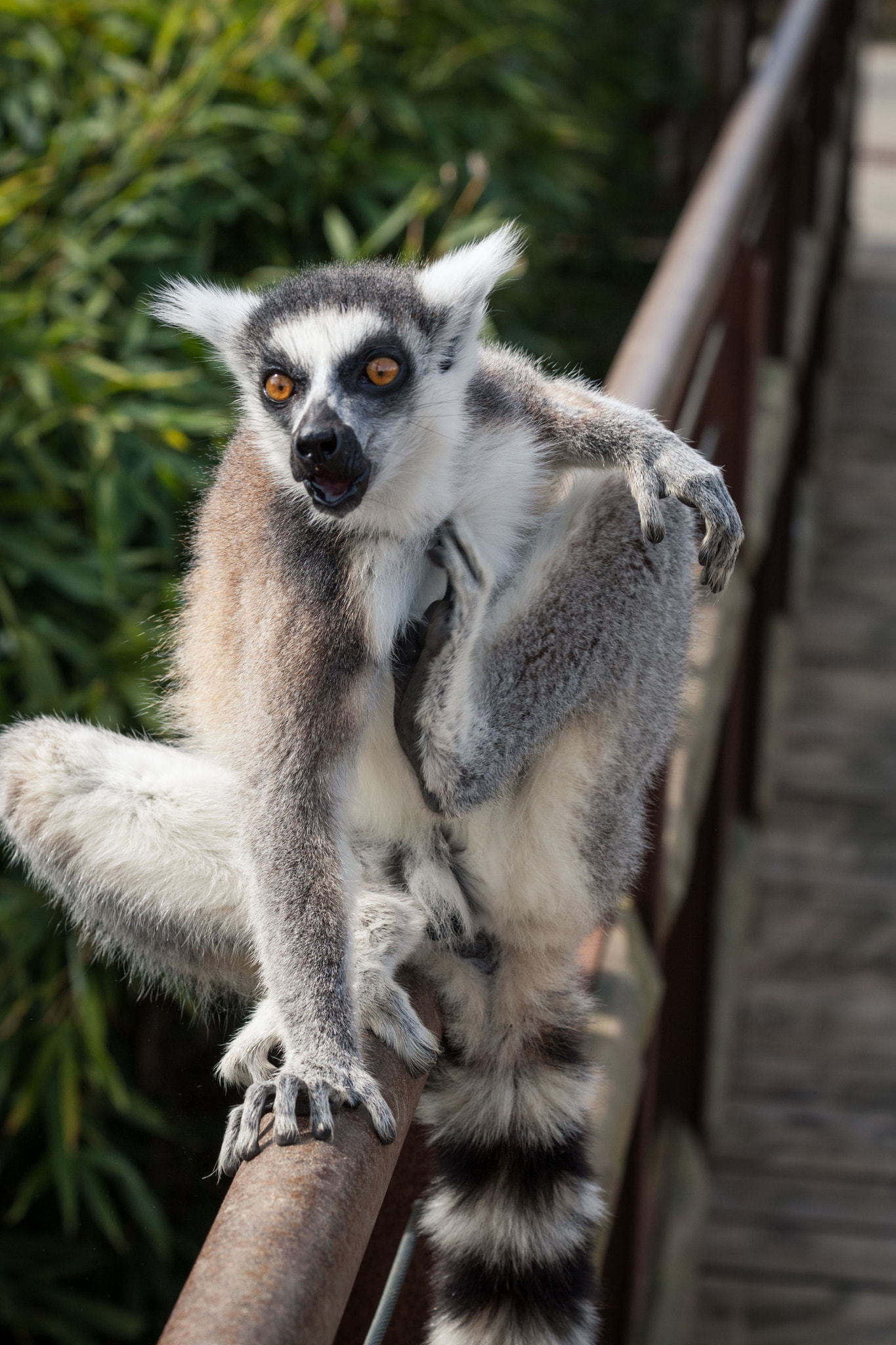 Canon EOS-1D Mark III + Canon EF 70-300mm F4-5.6 IS USM sample photo. The angry lemur photography