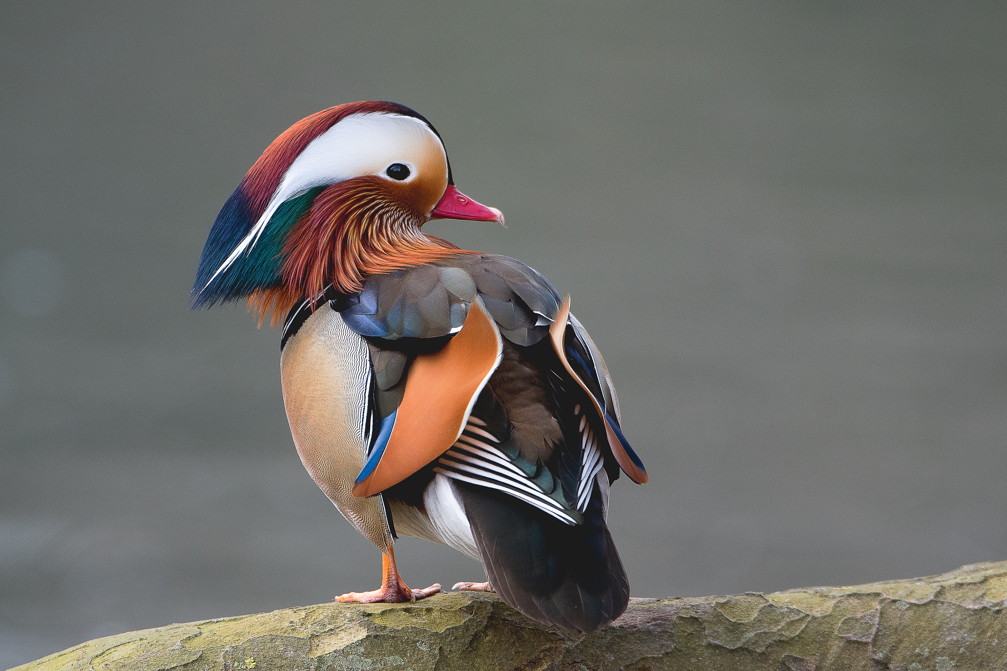 Nikon D500 sample photo. Mandarin duck photography