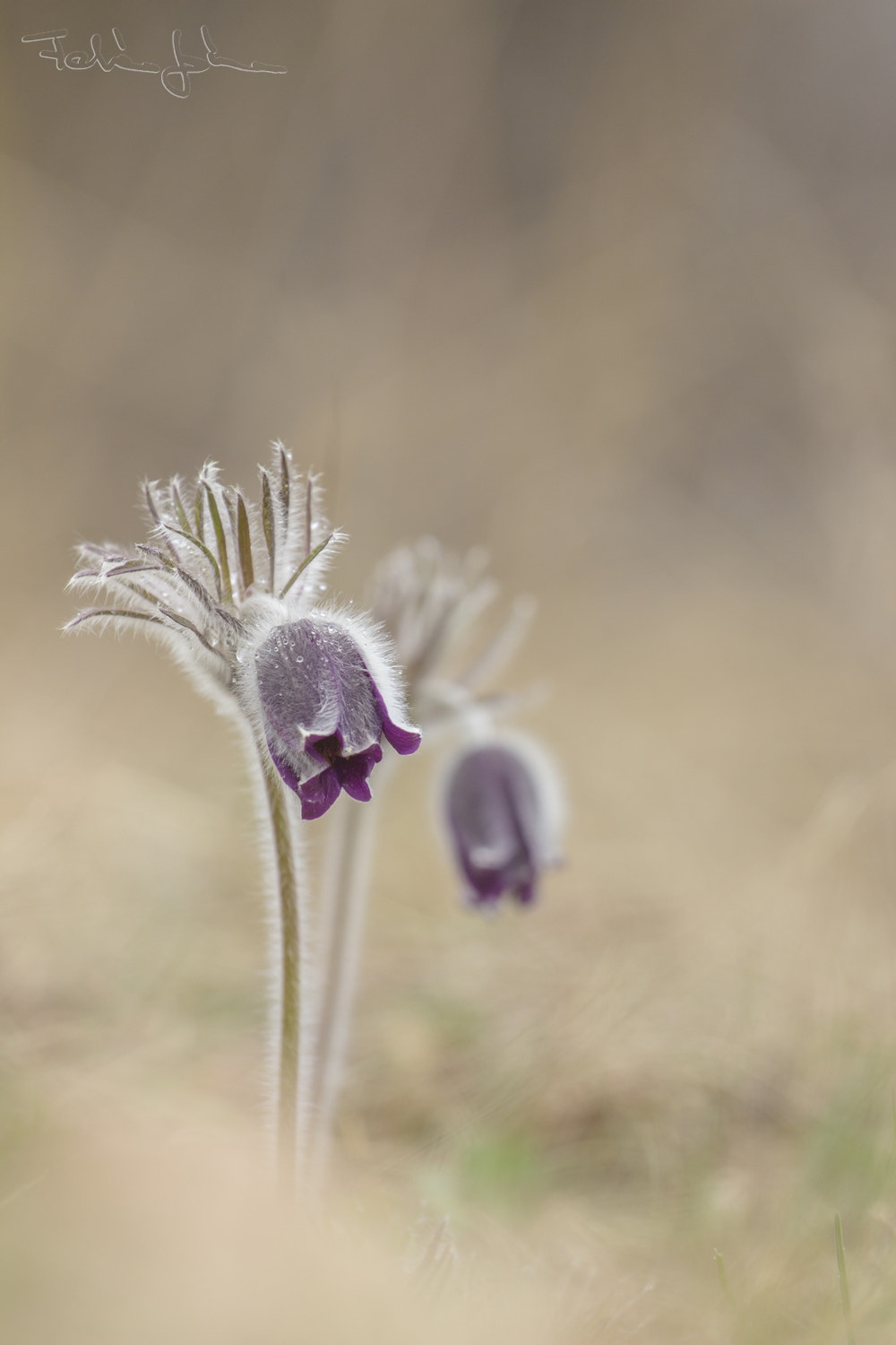 Canon EOS 600D (Rebel EOS T3i / EOS Kiss X5) + Canon EF 70-200mm F4L USM sample photo. Pulsatilla pratensis subsp. nigricans photography
