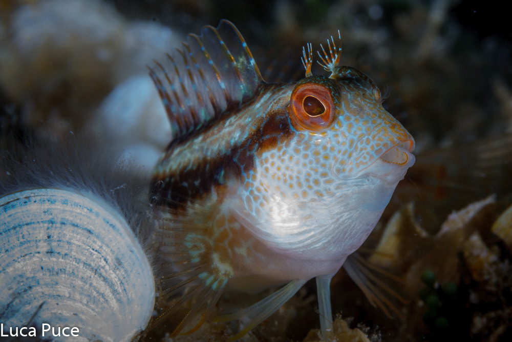 Canon EF-S 60mm F2.8 Macro USM sample photo. Blenny photography