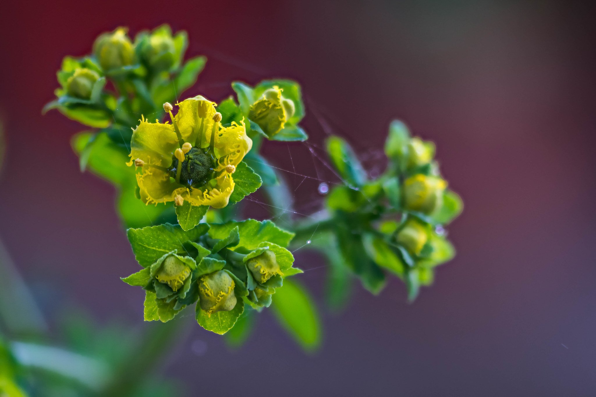 Sigma 105mm F2.8 EX DG OS HSM sample photo. Ruta graveolens flower photography