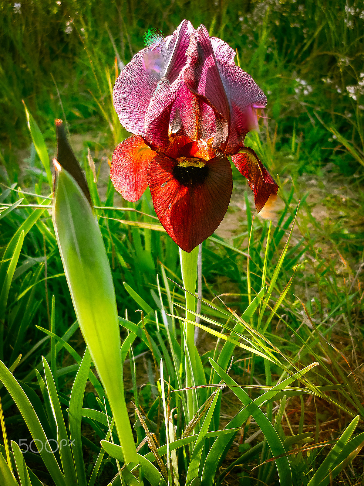 Sony DSC-N1 sample photo. Spring flowers blooming in poleg stream near the mediterranean s photography