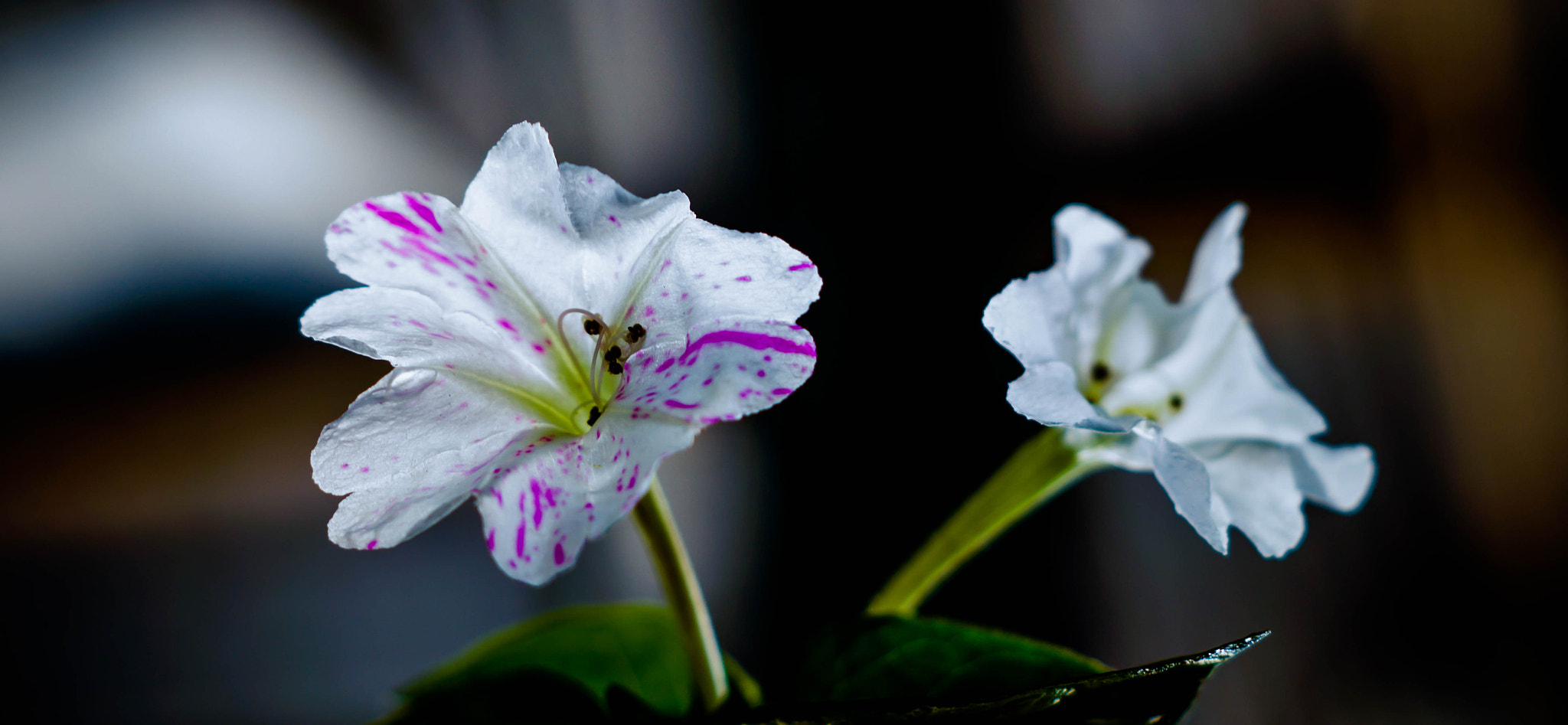 Sony SLT-A58 + Sony DT 50mm F1.8 SAM sample photo. 9 o'clock ! photography