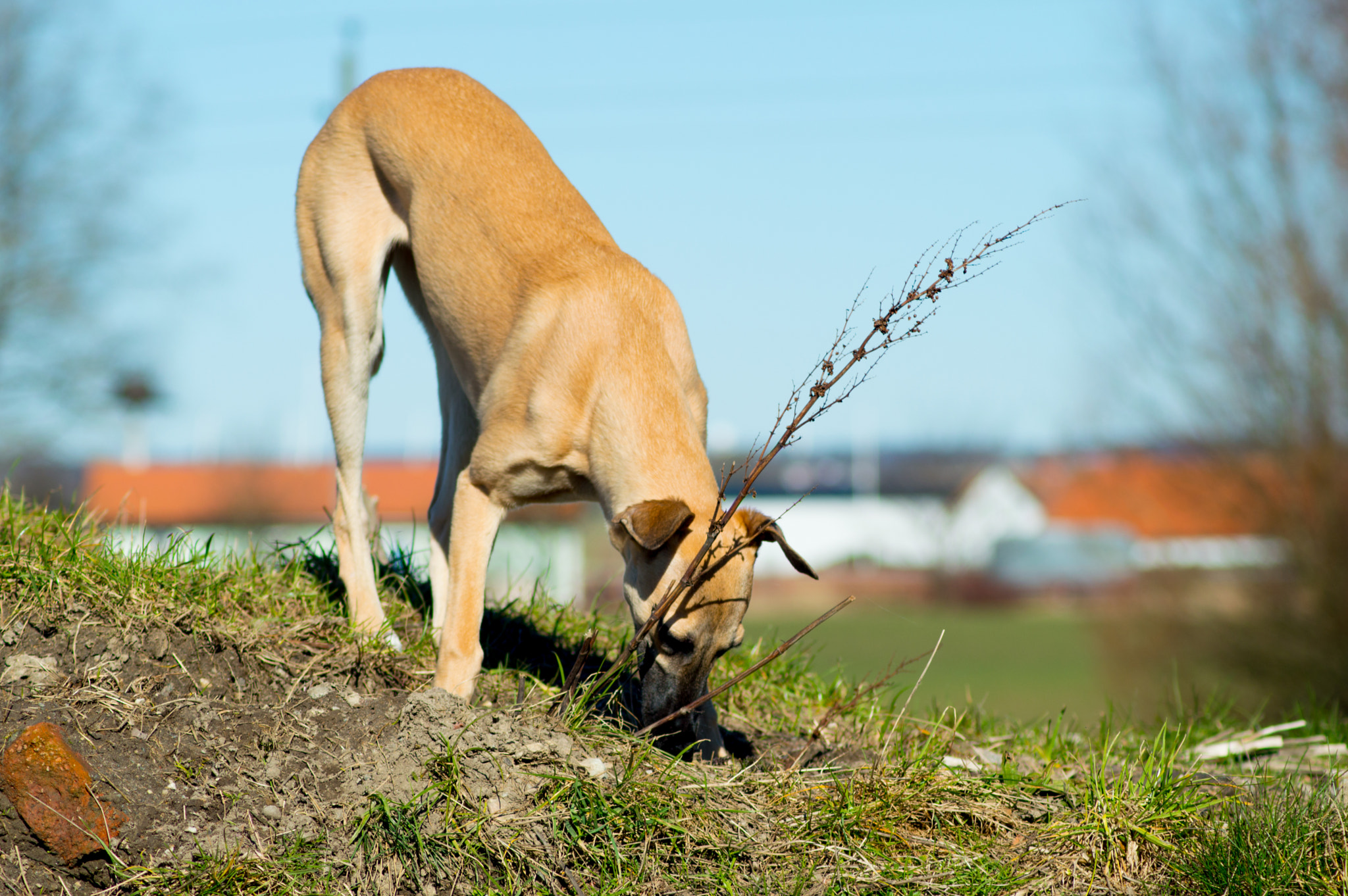 Nikon D3200 sample photo. Ripley. photography