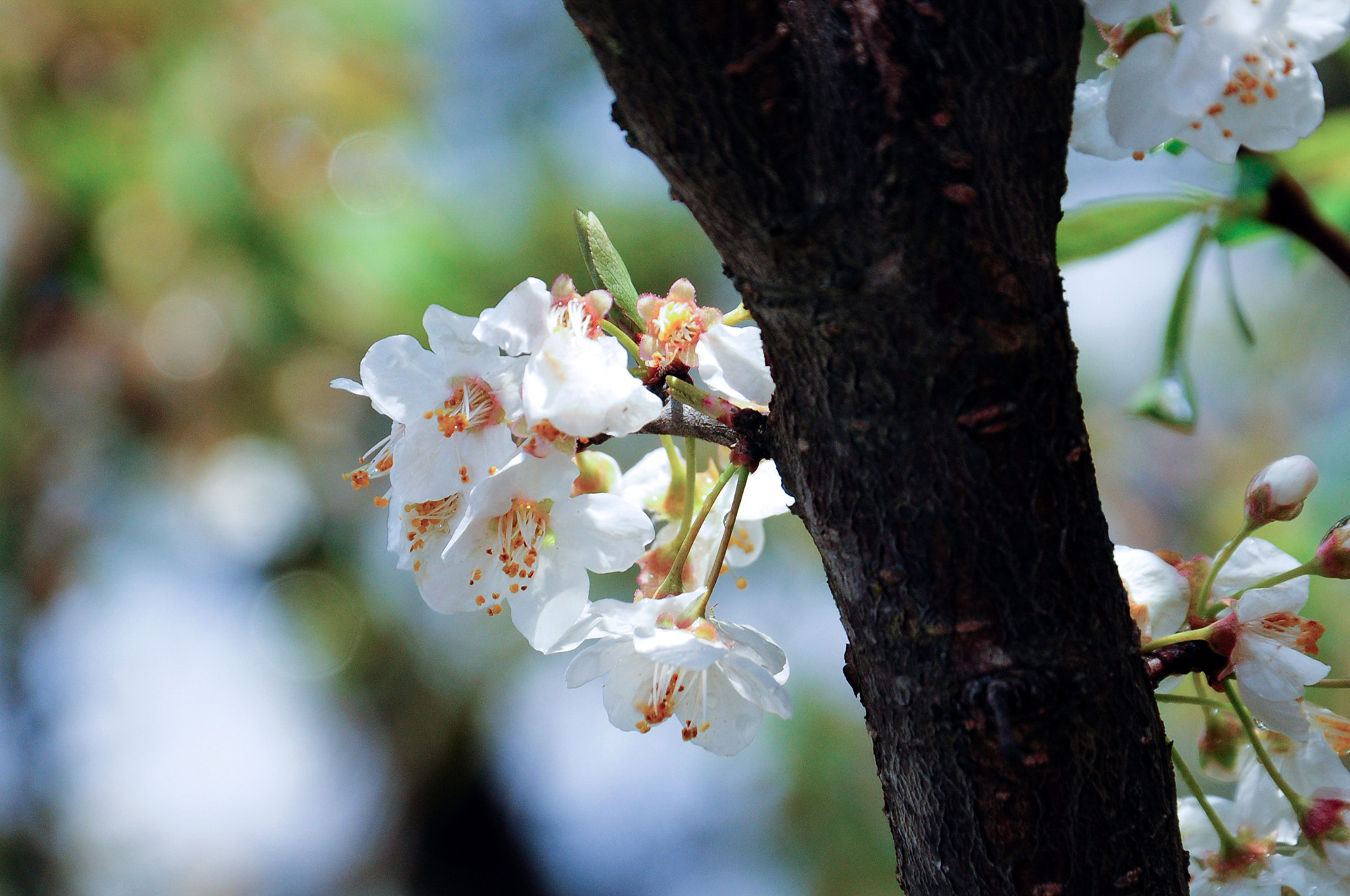 Nikon D300S sample photo. Sakura photography