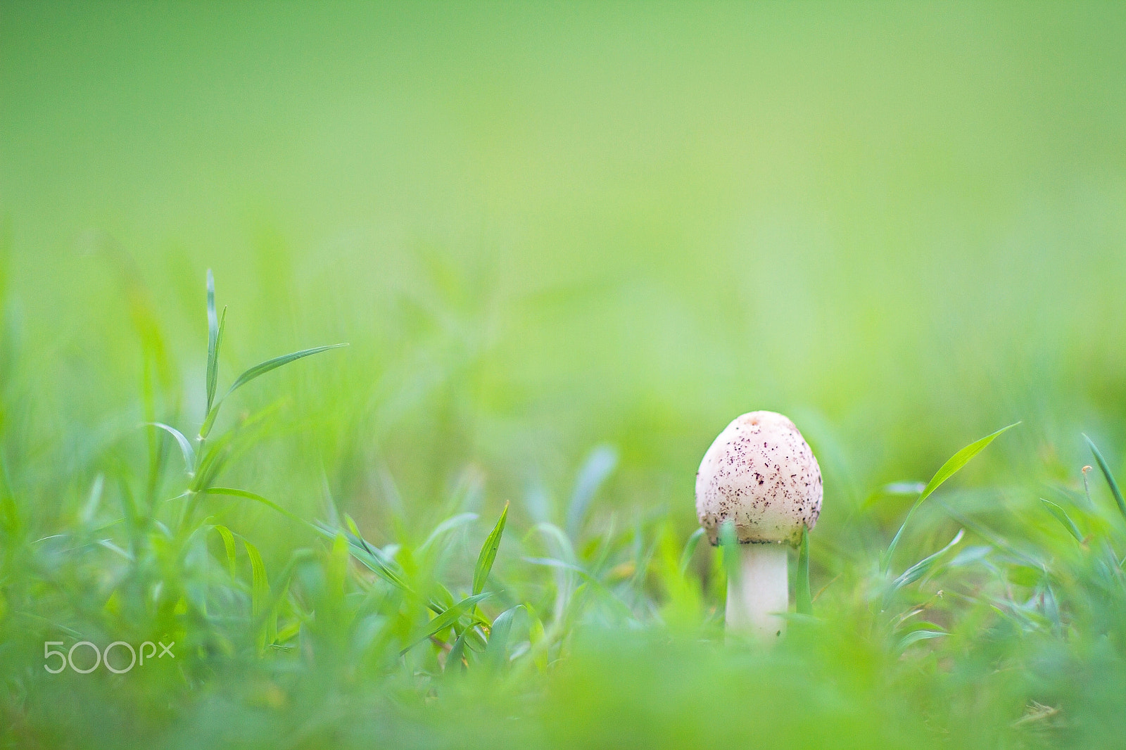 Canon EOS 7D sample photo. After the rains photography