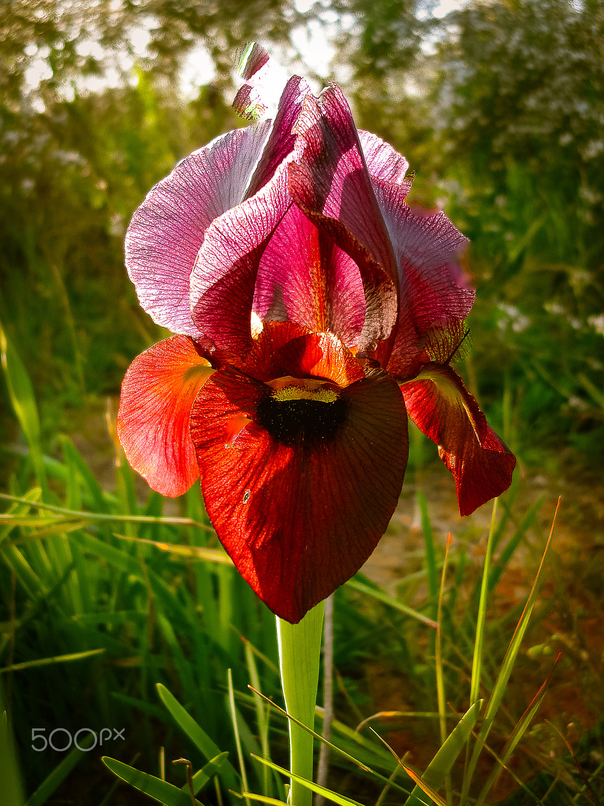 Sony DSC-N1 sample photo. Spring flowers blooming in poleg stream near the mediterranean s photography