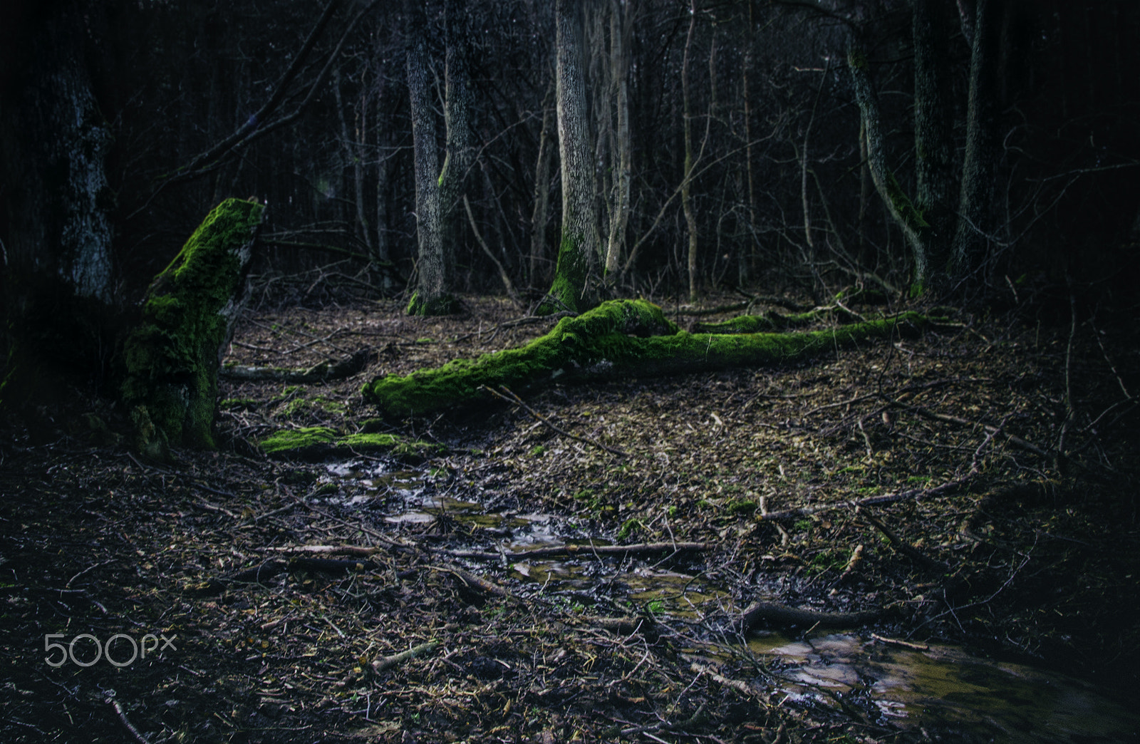 Sigma 18-250mm F3.5-6.3 DC OS HSM sample photo. Forest photography