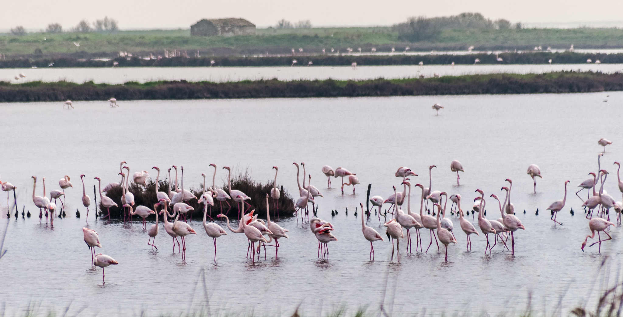 Sigma 70-300mm F4-5.6 APO DG Macro sample photo. Flamingo in comacchio photography