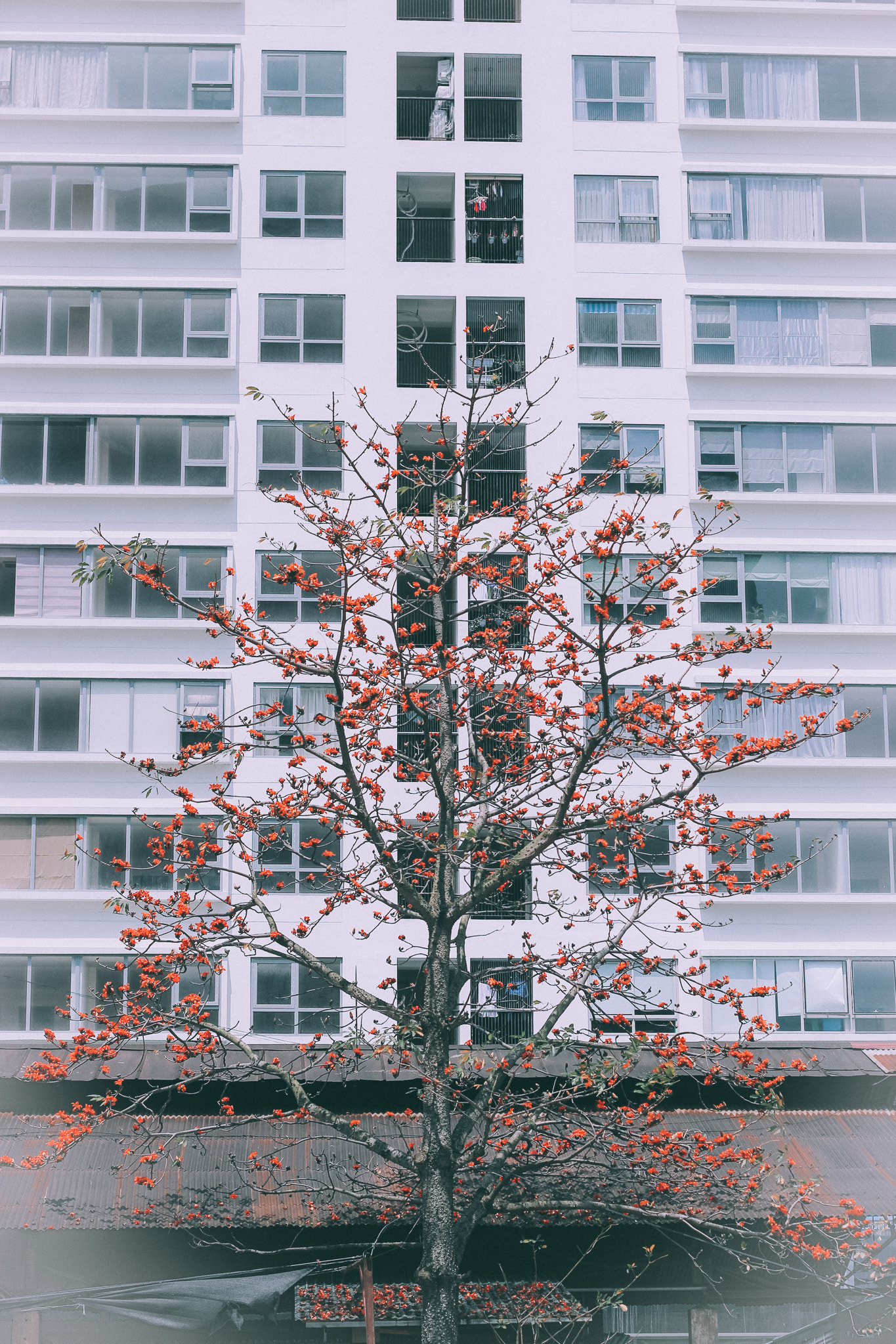Canon EOS 550D (EOS Rebel T2i / EOS Kiss X4) sample photo. Red flowers make red sky photography