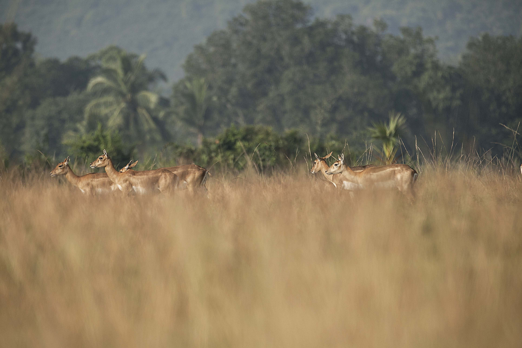 Canon EF 70-200mm F2.8L IS II USM sample photo. Blackbuck female, orissa photography