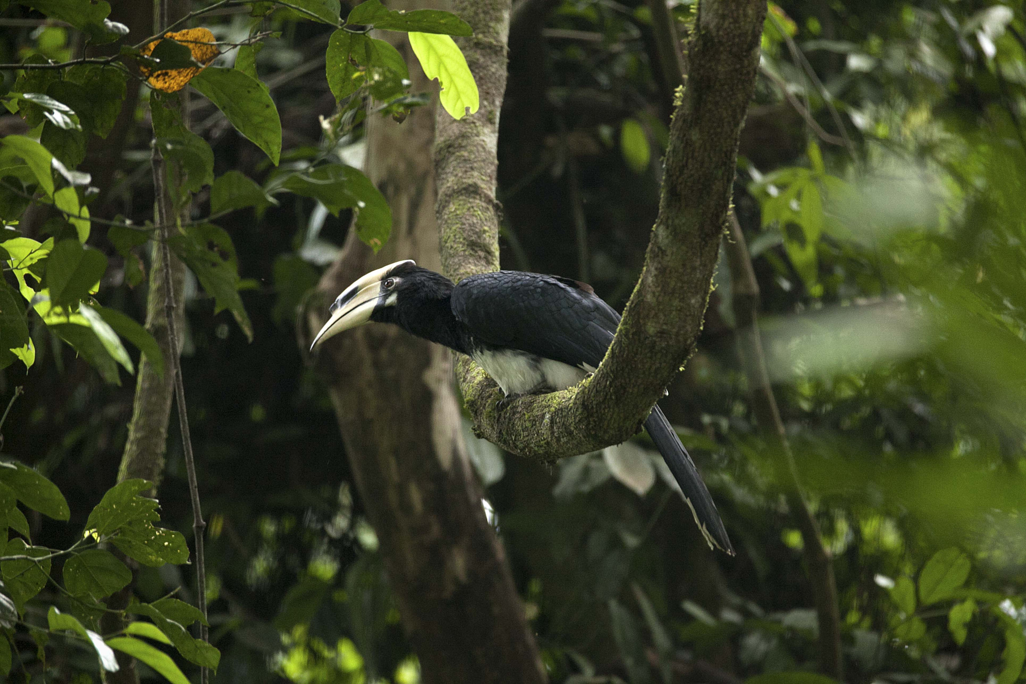 Canon EOS 5D Mark II + Canon EF 70-200mm F2.8L IS II USM sample photo. Great pied hornbill photography