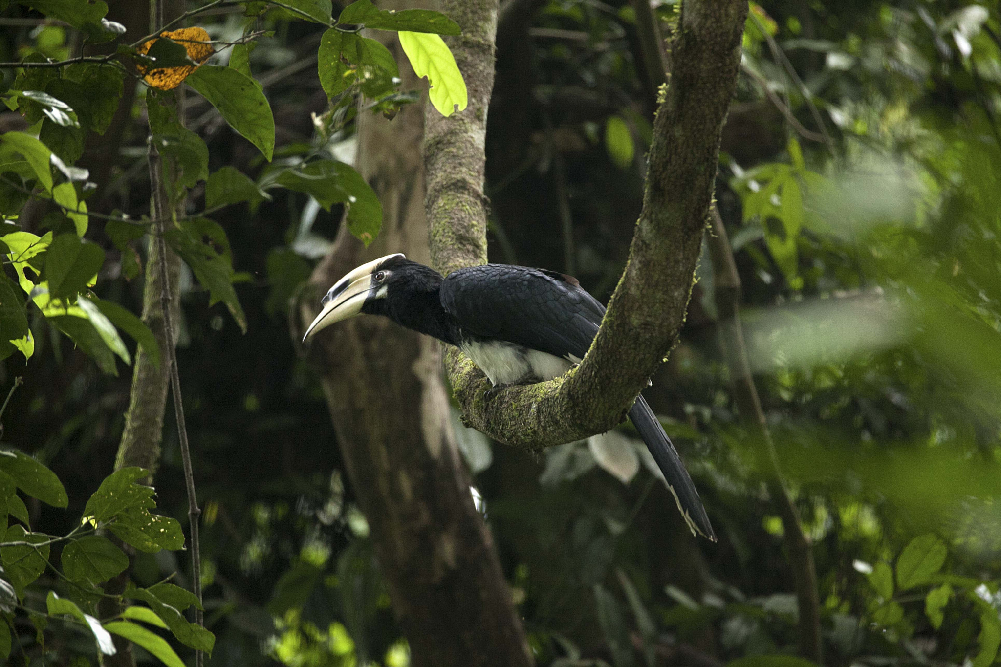 Canon EOS 5D Mark II sample photo. Great pied hornbill photography