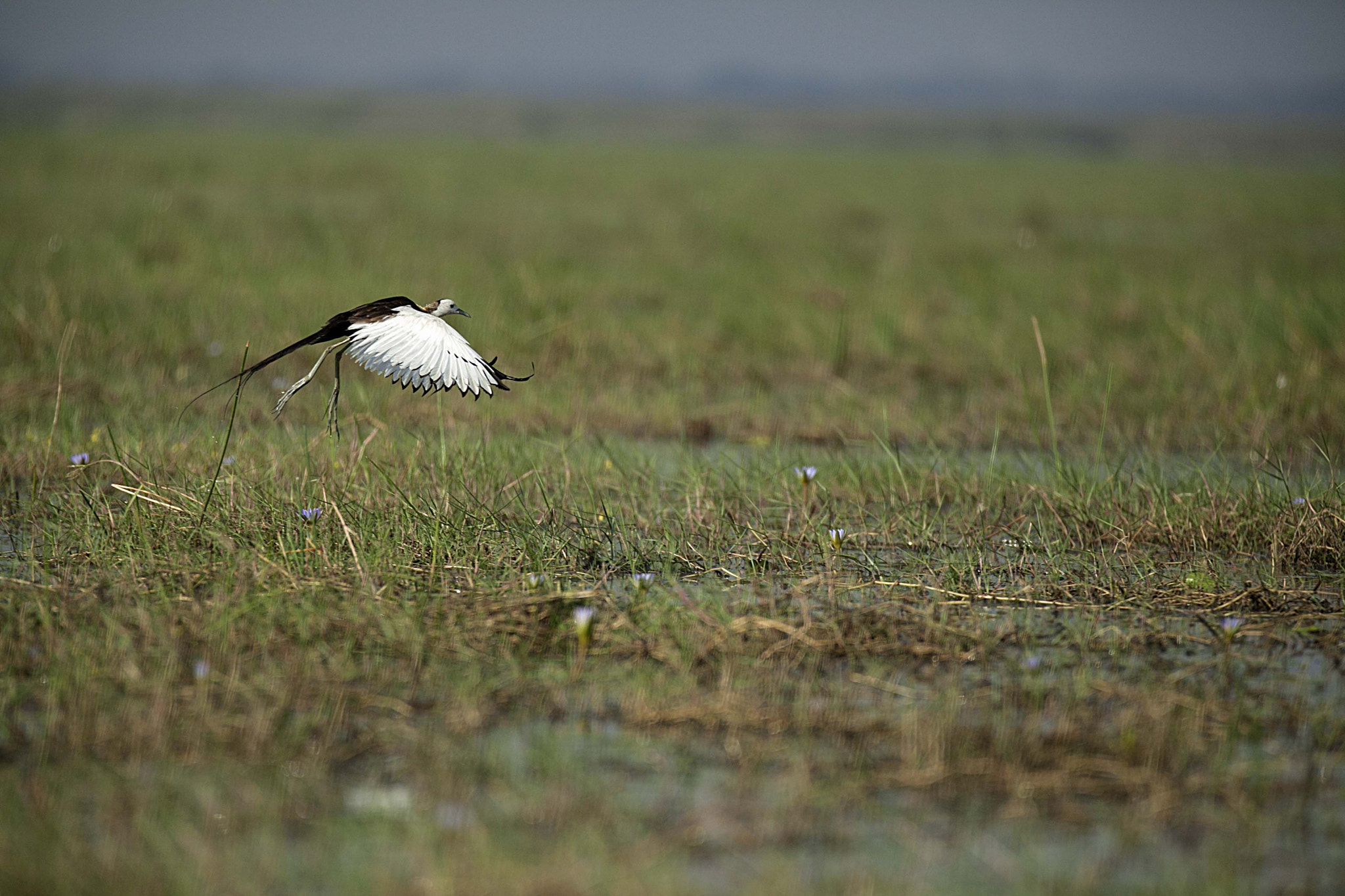 Canon EOS 5D Mark II + Canon EF 70-200mm F2.8L IS II USM sample photo. Pheasant-tailed jacana photography