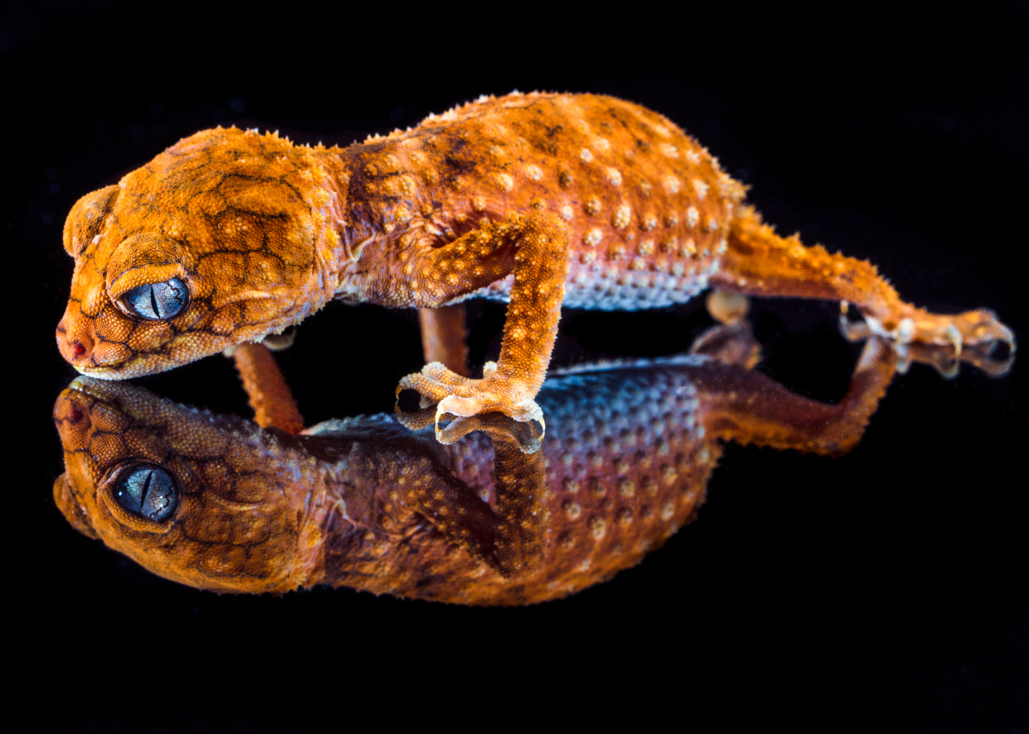 Canon EOS 5DS + Canon EF 100mm F2.8L Macro IS USM sample photo. Western australian tail gecko photography