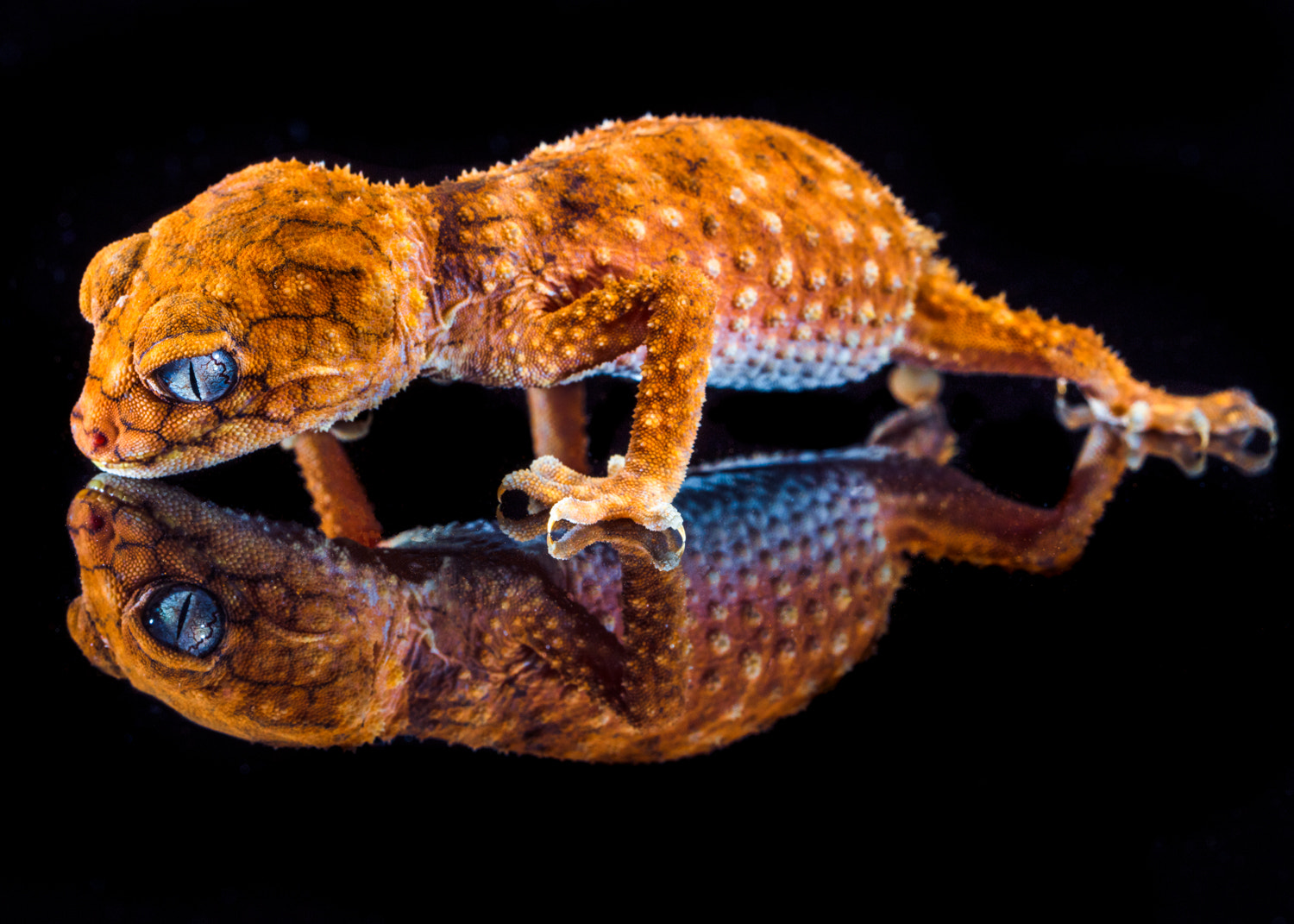 Canon EF 100mm F2.8L Macro IS USM sample photo. Western australian tail gecko photography