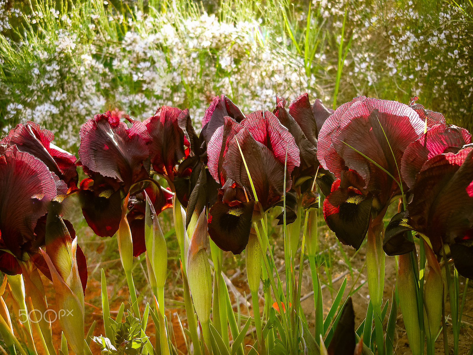 Sony DSC-N1 sample photo. Spring flowers blooming in poleg stream near the mediterranean s photography