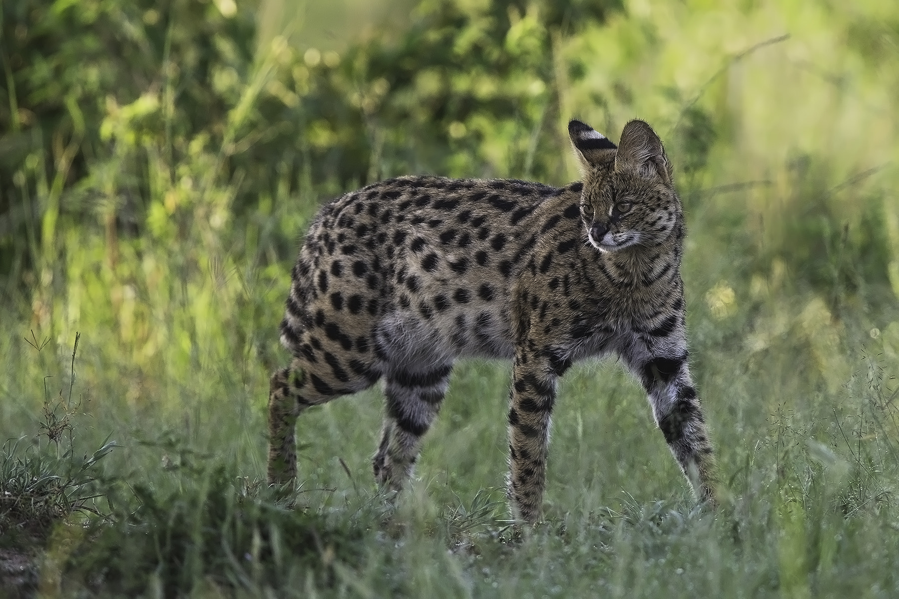 Canon EF 600mm F4L IS II USM sample photo. Serval cat photography