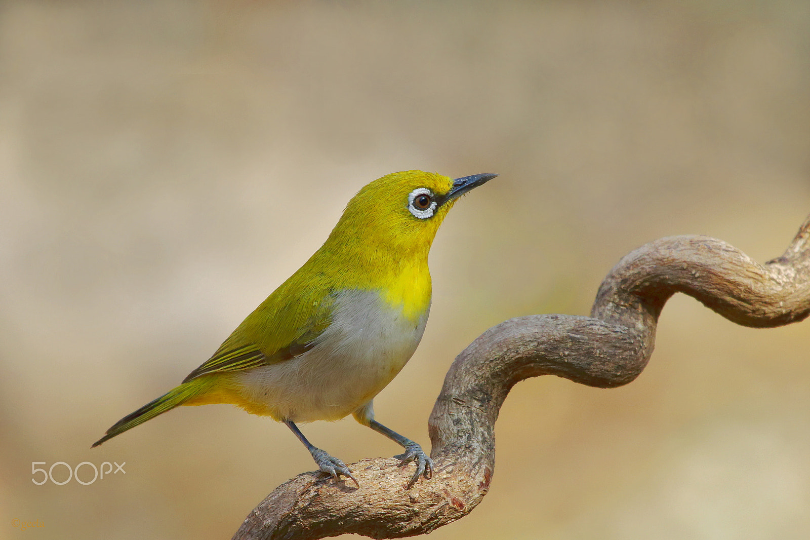Canon EOS 70D + Canon EF 100-400mm F4.5-5.6L IS USM sample photo. Oriental_white_eye.jpg photography