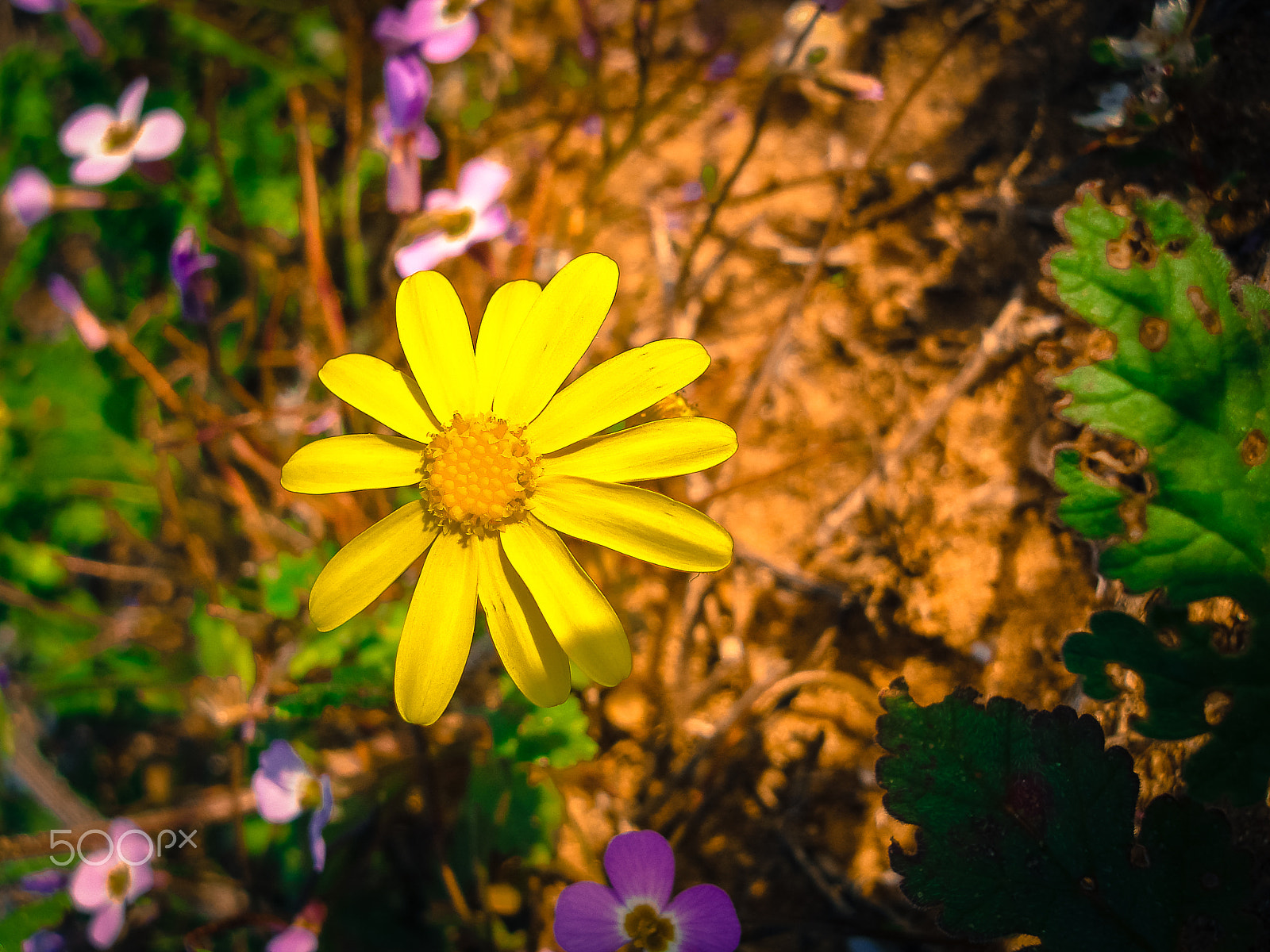 Sony DSC-N1 sample photo. Spring flowers blooming in poleg stream near the mediterranean s photography