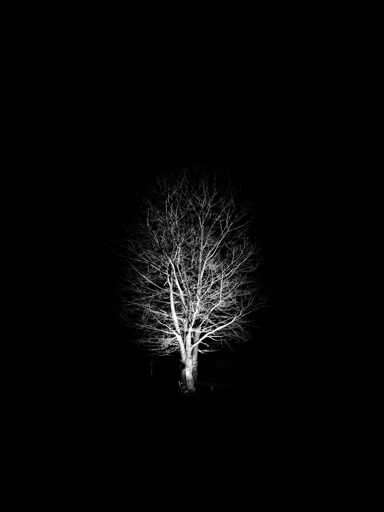 Olympus OM-D E-M5 + Panasonic Lumix G 14mm F2.5 ASPH sample photo. Lone tree in the park photography
