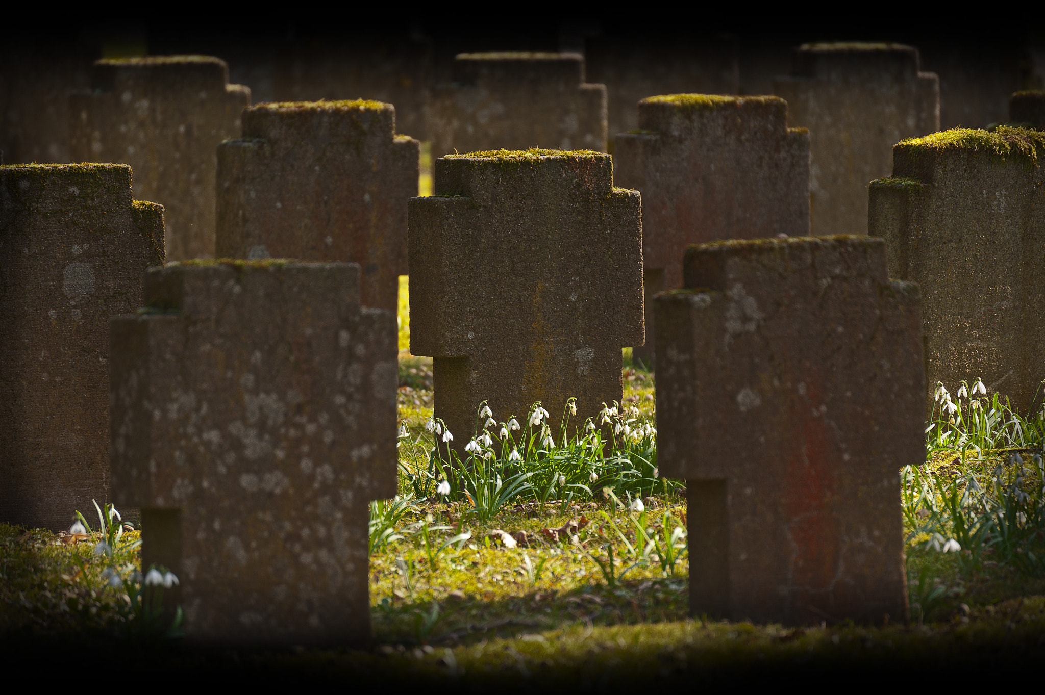 Nikon D700 sample photo. Daffodils and gravestones photography