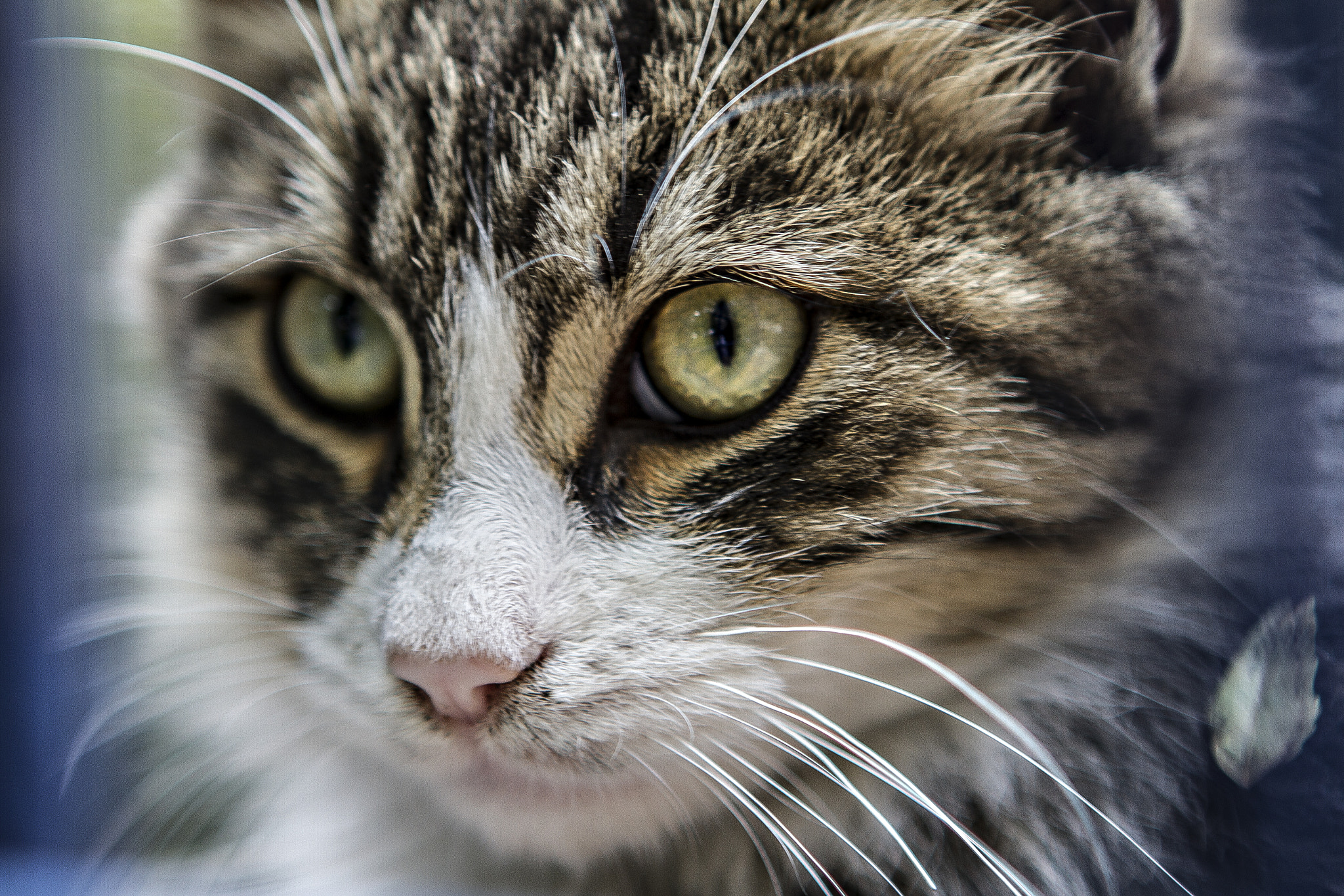 Canon EOS 7D + Canon EF 24-70mm F2.8L USM sample photo. Masum kedicim photography