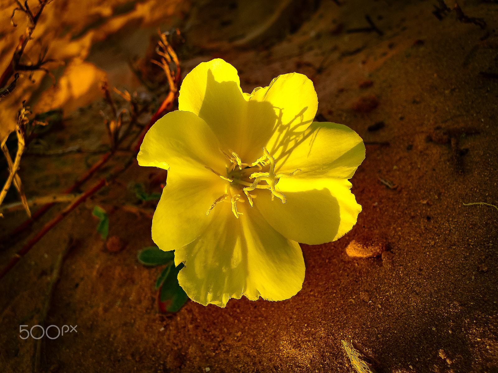 Sony DSC-N1 sample photo. Spring flowers blooming in poleg stream near the mediterranean s photography