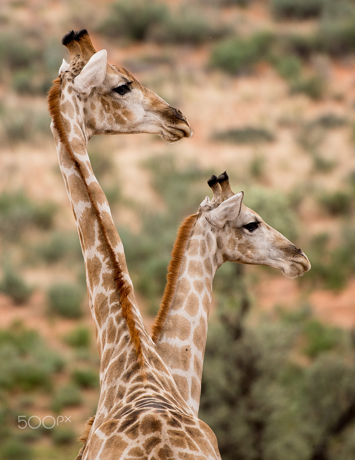 Nikon AF-S Nikkor 200-400mm F4G ED-IF VR sample photo. Giraffe hydra photography