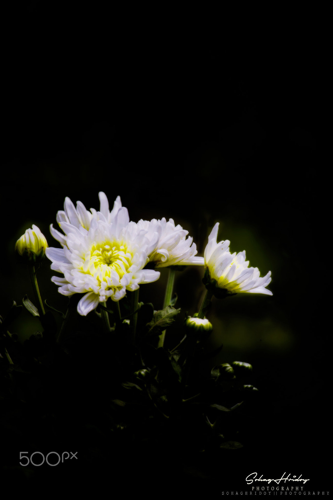 Canon EF-S 55-250mm F4-5.6 IS STM sample photo. Flower photography