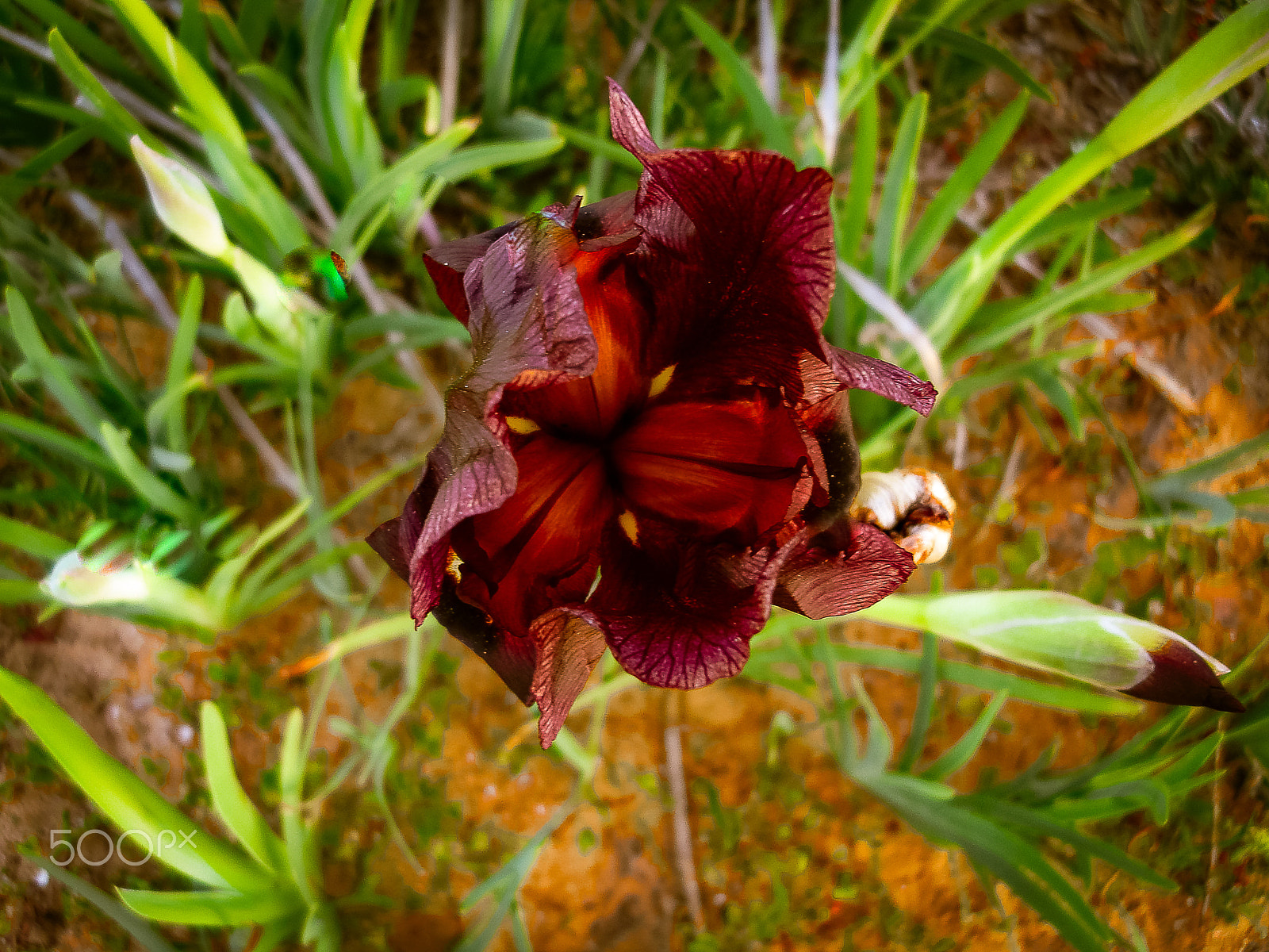 Sony DSC-N1 sample photo. Spring flowers blooming in poleg stream near the mediterranean s photography