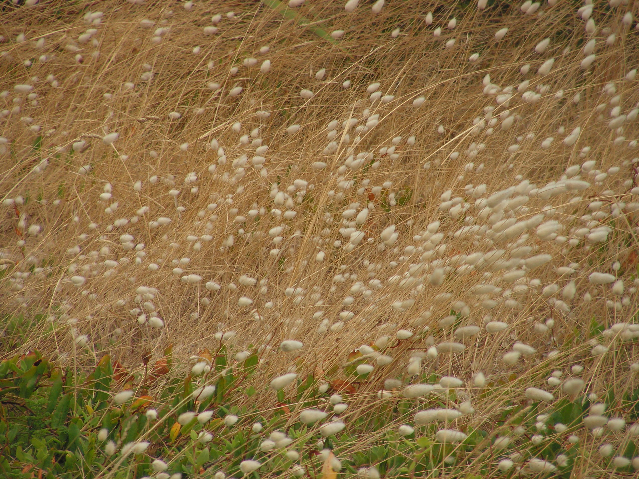 KONICA MINOLTA DiMAGE Z20 sample photo. Sea grass photography