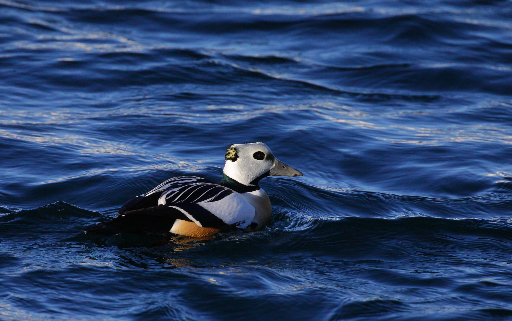 Canon EOS 50D + Canon EF 100-400mm F4.5-5.6L IS II USM sample photo. Steller´s eider photography