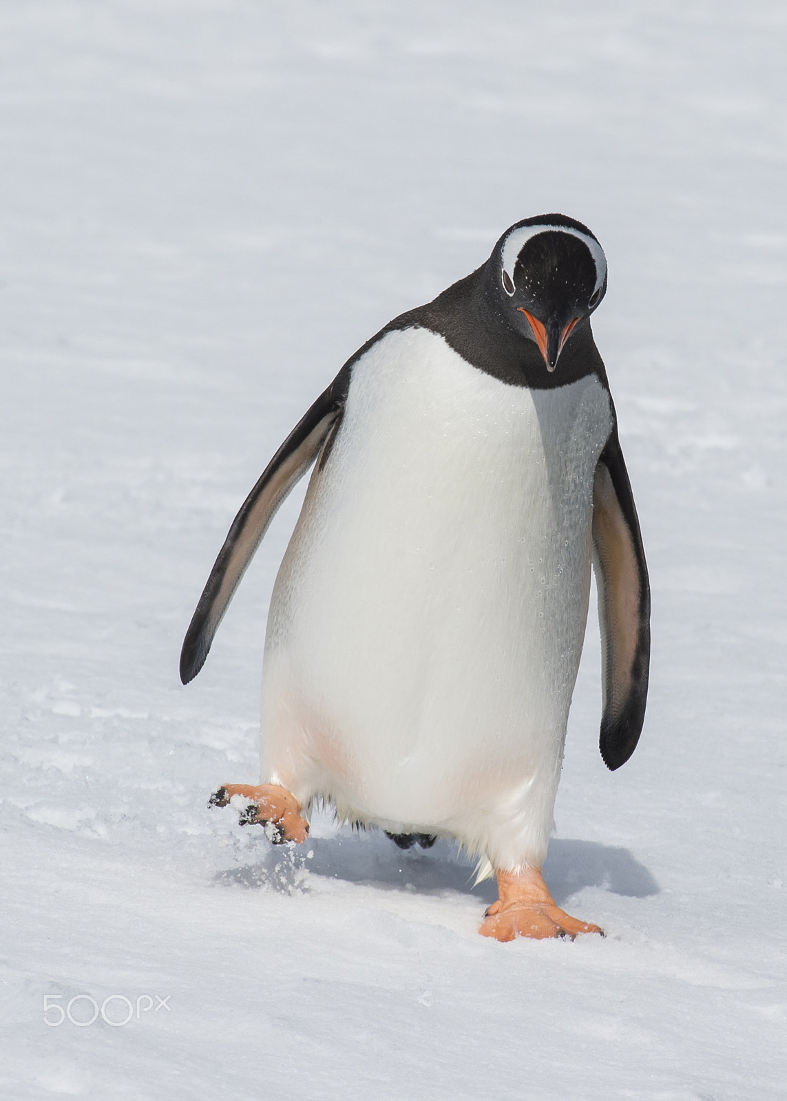 Nikon AF-S Nikkor 200-500mm F5.6E ED VR sample photo. Gentoo penguin walk on the snow photography