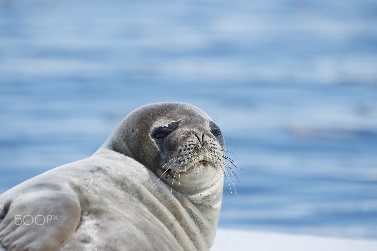 Nikon AF-S Nikkor 200-500mm F5.6E ED VR sample photo. Weddell seal laying on the ice photography