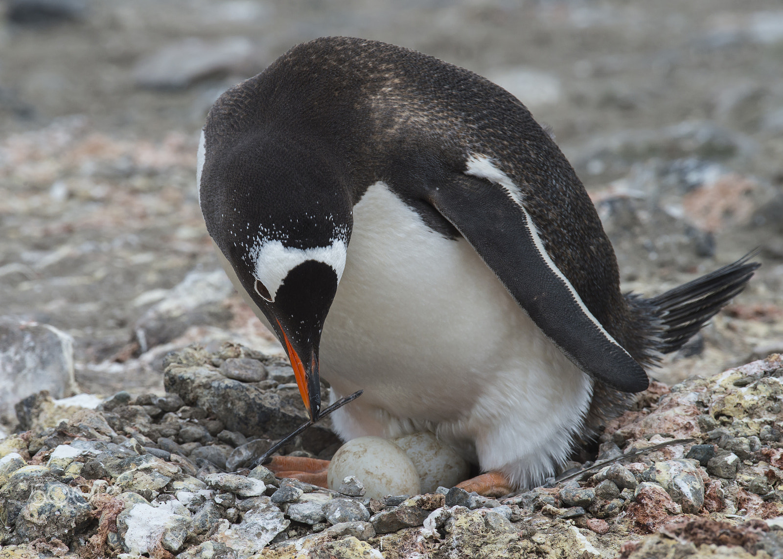 Nikon AF-S Nikkor 200-500mm F5.6E ED VR sample photo. Gentoo penguin on the nest photography