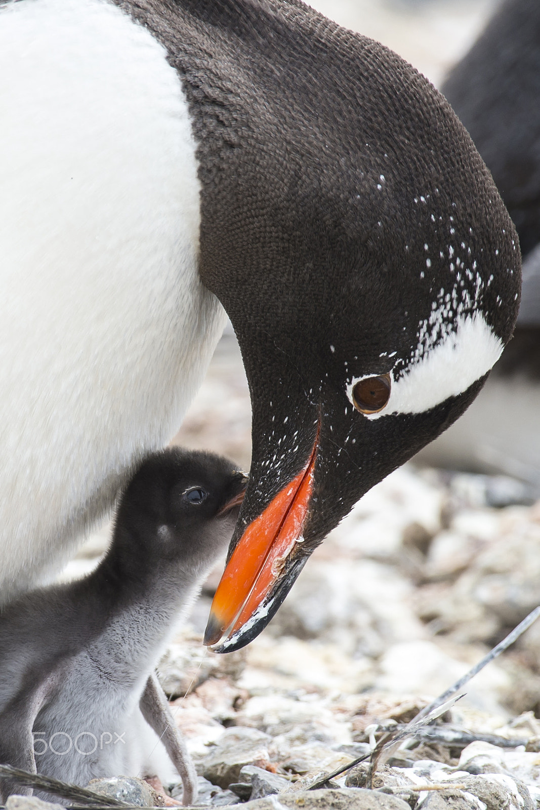 Nikon AF-S Nikkor 200-500mm F5.6E ED VR sample photo. Gentoo penguin on the nest photography