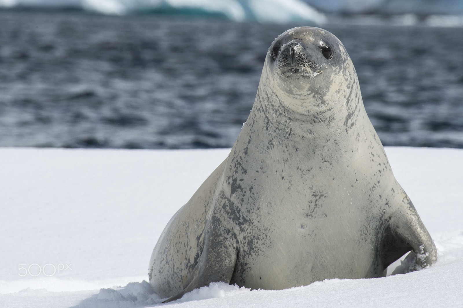 Nikon D4S + Nikon AF-S Nikkor 200-500mm F5.6E ED VR sample photo. Crabeater seals on the ice. photography