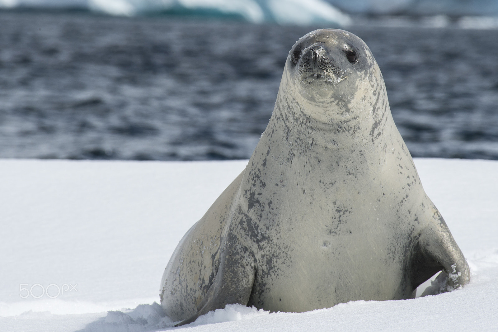 Nikon AF-S Nikkor 200-500mm F5.6E ED VR sample photo. Crabeater seals on the ice. photography