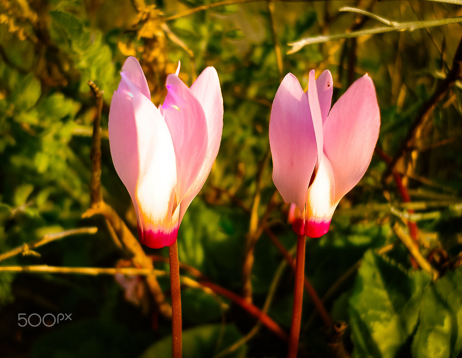 Sony DSC-N1 sample photo. Spring flowers blooming in poleg stream near the mediterranean s photography