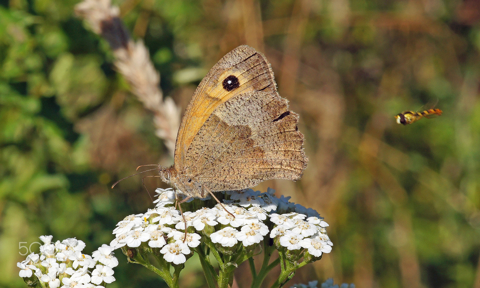 Sony Alpha DSLR-A580 sample photo. Butterfly and bee photography