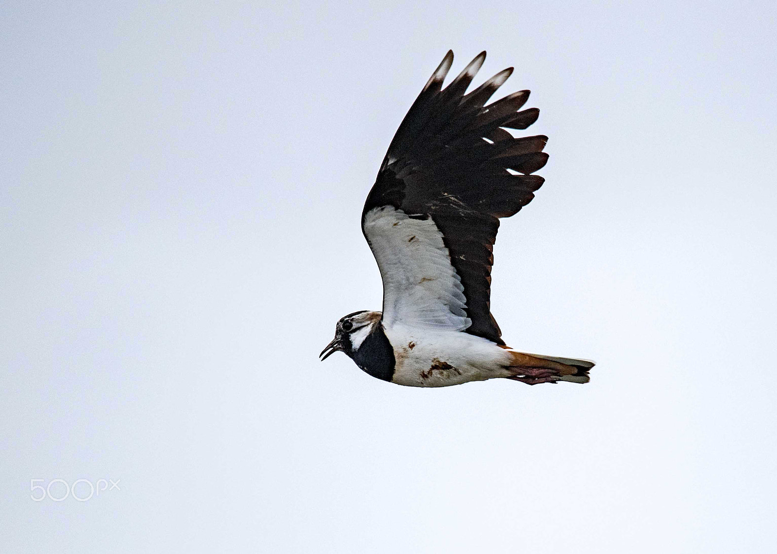 Sigma 150-600mm F5-6.3 DG OS HSM | S sample photo. Muddy lapwing photography