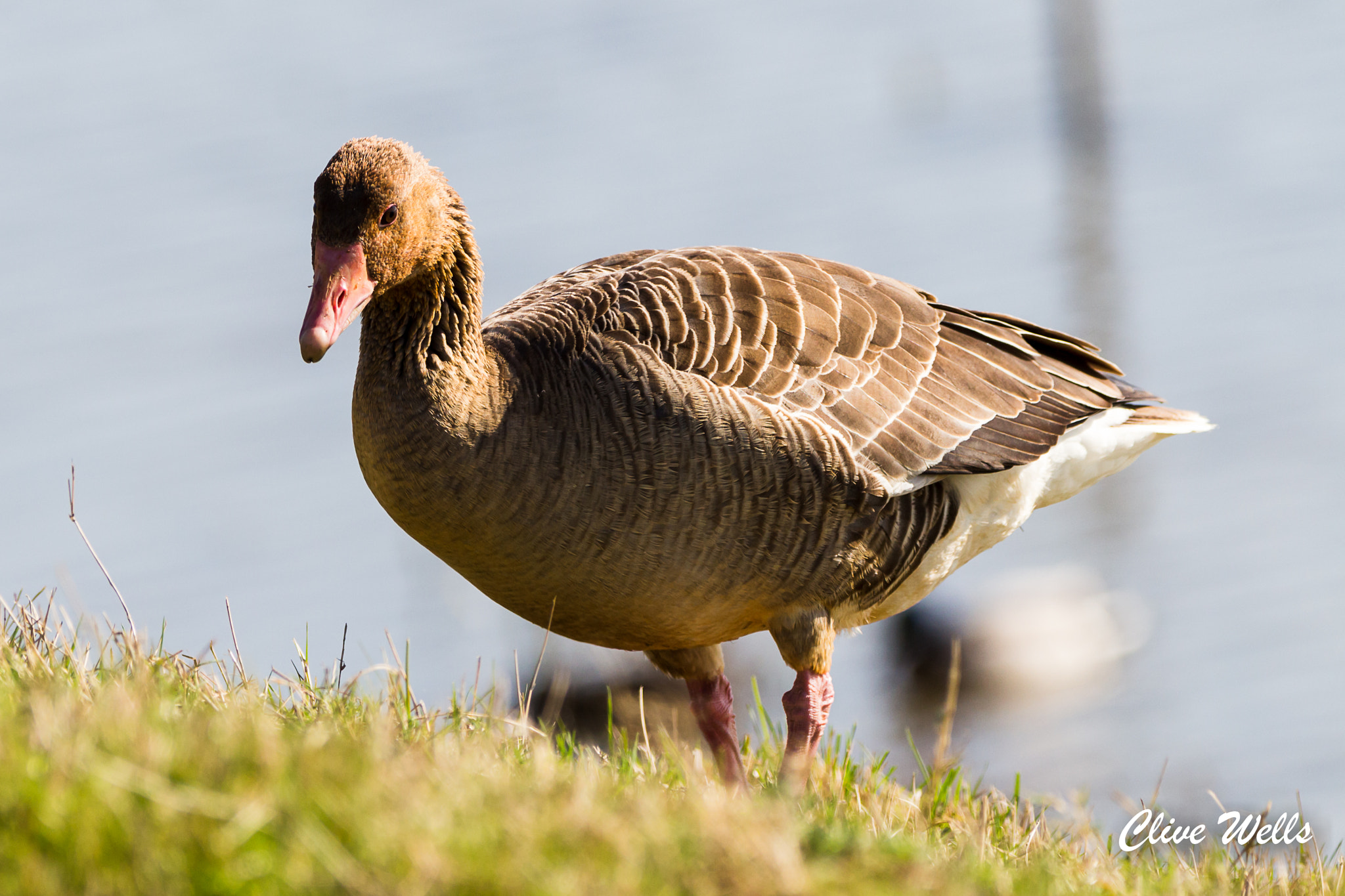 150-600mm F5-6.3 DG OS HSM | Contemporary 015 sample photo. Greylag goose photography