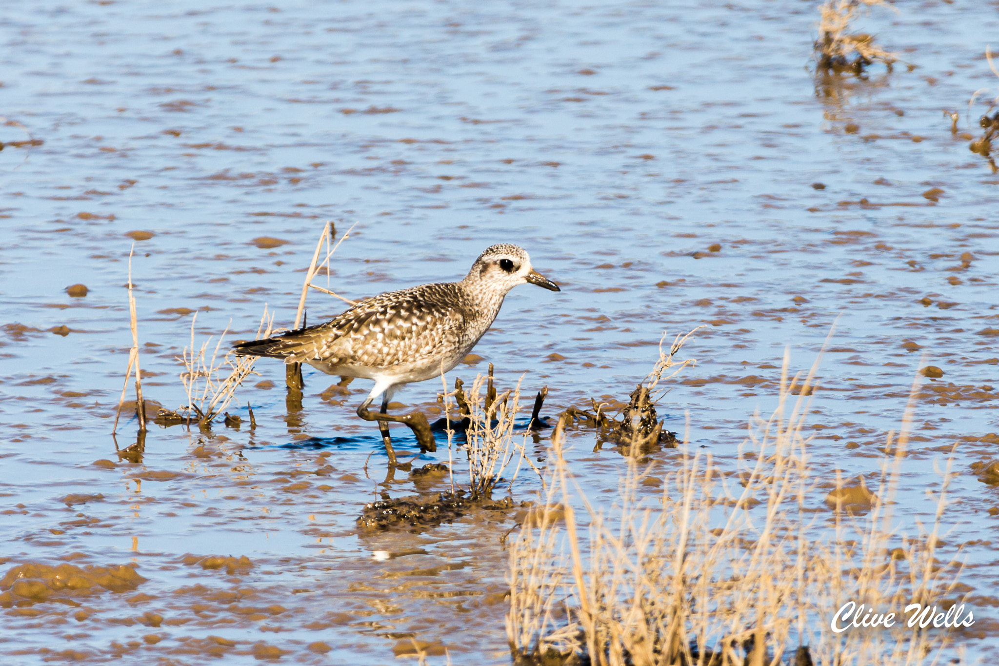 Canon EOS 700D (EOS Rebel T5i / EOS Kiss X7i) + 150-600mm F5-6.3 DG OS HSM | Contemporary 015 sample photo. Grey plover photography