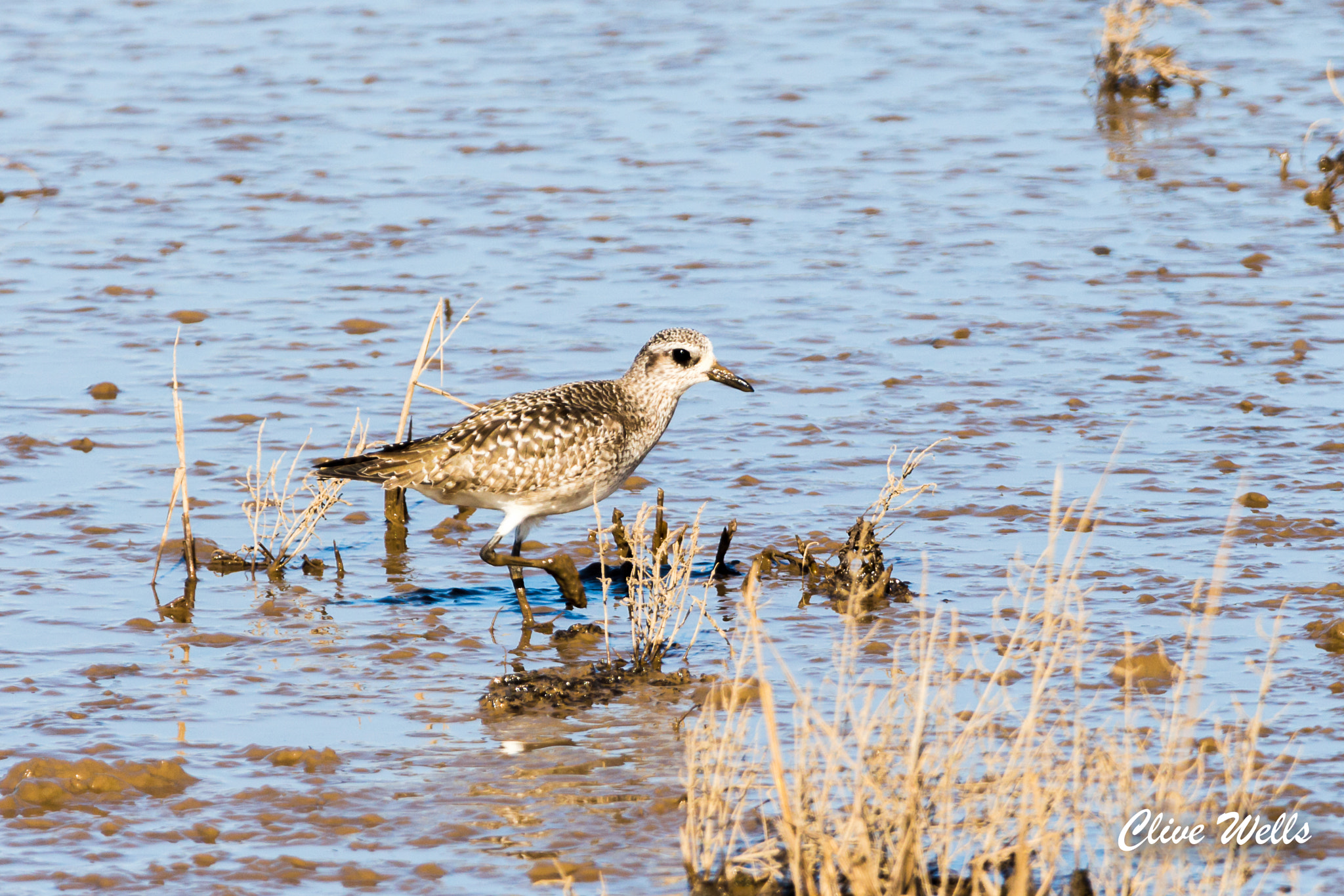 150-600mm F5-6.3 DG OS HSM | Contemporary 015 sample photo. Grey plover photography