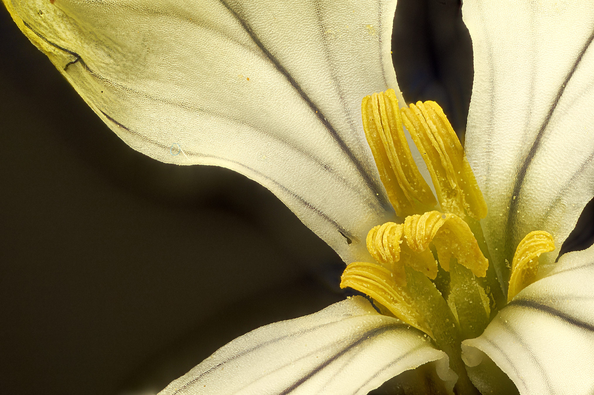 Sony a7S sample photo. Flor amarilla photography