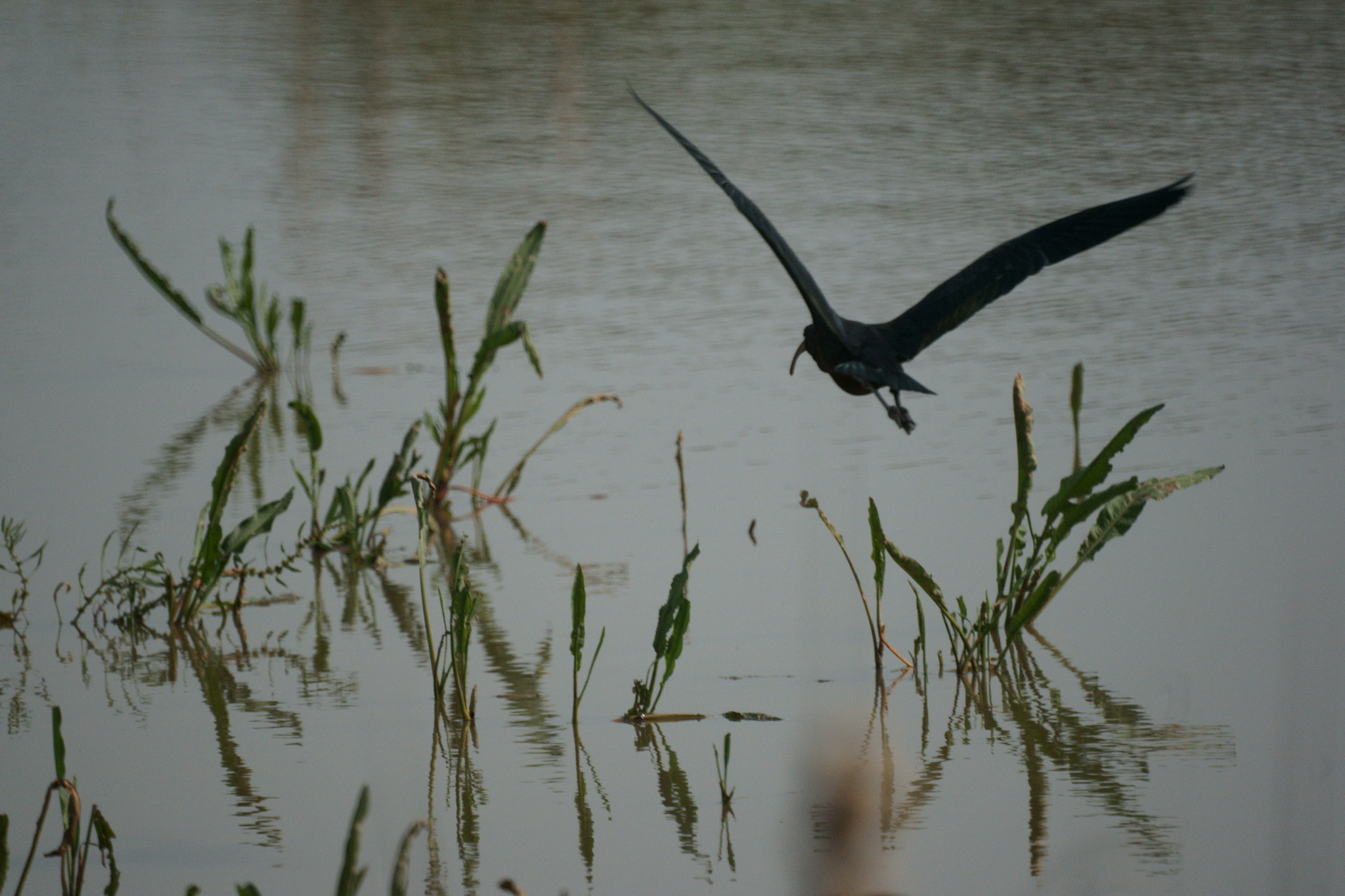 Sony 500mm F8 Reflex sample photo. The flight of the morito photography